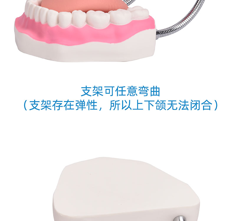 牙齿模型 幼儿口腔护理教学的重要工具